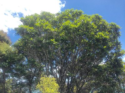 Pittosporum umbellatum, photographed by nick_goldwater