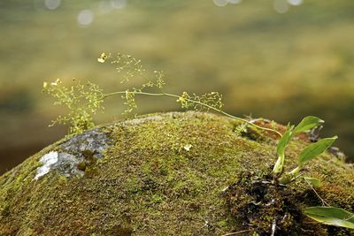 Oncidium bryolophotum, photographed by J Straka