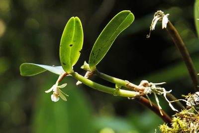 Scaphyglottis bilineata, photographed by J Straka