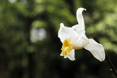 Sobralia chrysostoma, photographed by J Straka