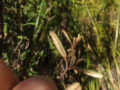Pomaderris rugosa, photographed by nick_goldwater