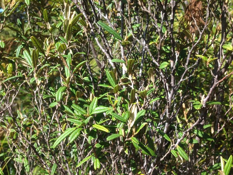 Pomaderris rugosa, photographed by nick_goldwater