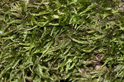 Entodon cladorrhizans, photographed by Owen Strickland