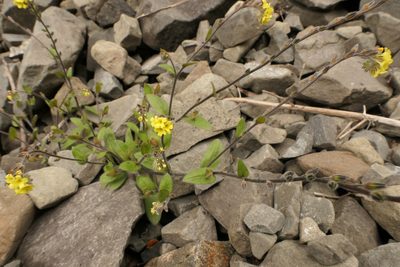 Myosotis australis, photographed by Jerry Cooper