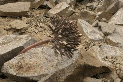 Lignocarpa carnosula, photographed by Jerry Cooper