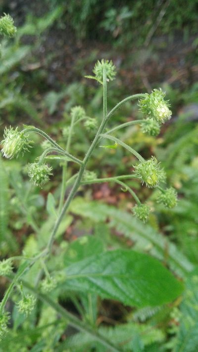 Blumea aromatica, photographed by Cheng-Te Hsu