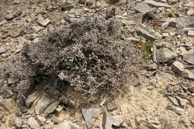 Helichrysum depressum, photographed by Jerry Cooper
