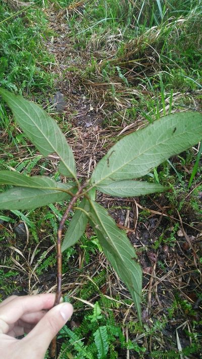 Hydrangea longifolia, photographed by Cheng-Te Hsu