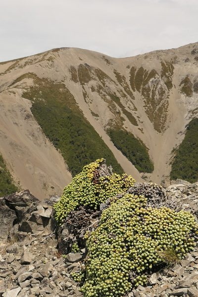 Helichrysum coralloides, photographed by Jerry Cooper