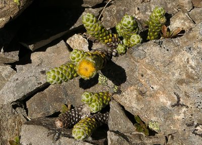 Helichrysum coralloides, photographed by Jerry Cooper