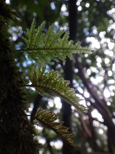 Homaliodendron flabellatum, photographed by Alie / C.A. Kratzer