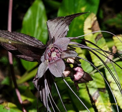 Tacca chantrieri, photographed by Rejoice Gassah