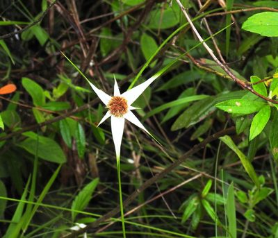 Rhynchospora nervosa, photographed by Pedro Henrique Maloso Ramos