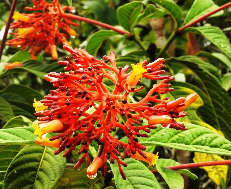Palicourea tetraphylla, photographed by Pedro Henrique Maloso Ramos