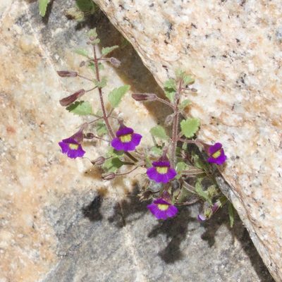 Stemodia pusilla, photographed by Bill Levine