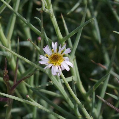 Chloracantha spinosissima, photographed by Bill Levine