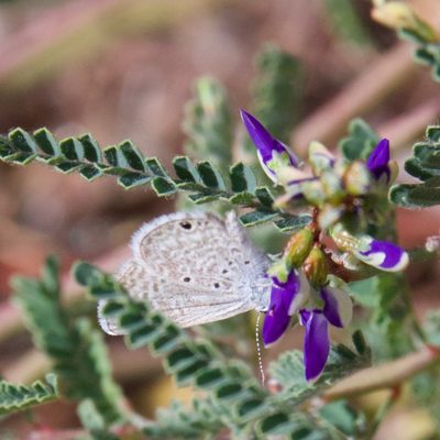Marina divaricata, photographed by Bill Levine