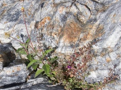 Stemodia pusilla, photographed by Bill Levine