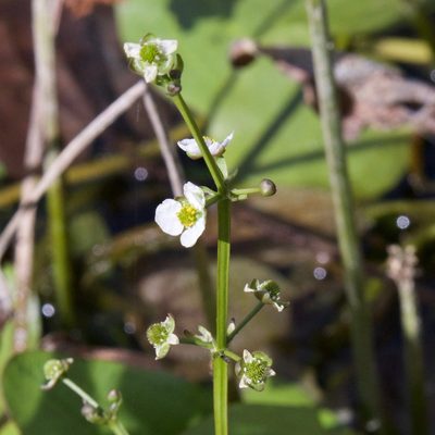 Echinodorus berteroi, photographed by Bill Levine