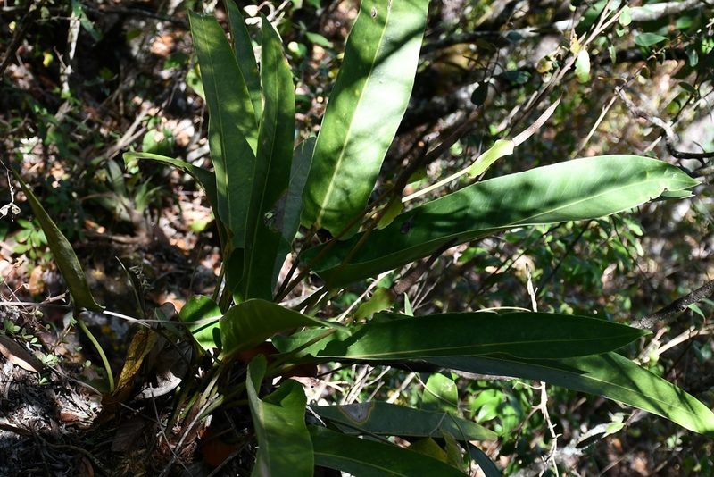 Anthurium seleri, photographed by Neptalí Ramírez Marcial