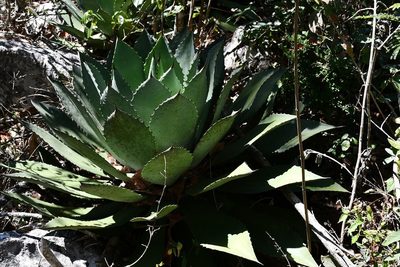 Agave chiapensis, photographed by Neptalí Ramírez Marcial