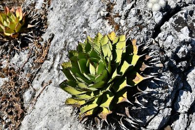 Agave congesta, photographed by Neptalí Ramírez Marcial