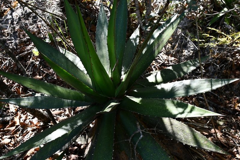 Agave ghiesbreghtii, photographed by Neptalí Ramírez Marcial