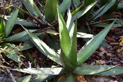 Agave ghiesbreghtii, photographed by Neptalí Ramírez Marcial
