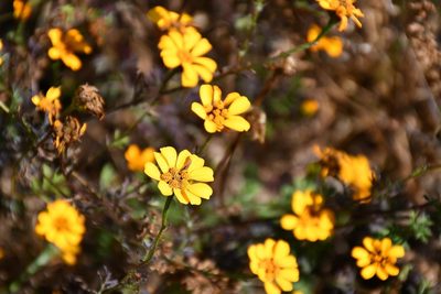 Dyssodia decipiens, photographed by Neptalí Ramírez Marcial