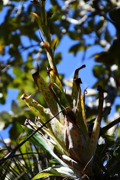 Catopsis oerstediana, photographed by Neptalí Ramírez Marcial