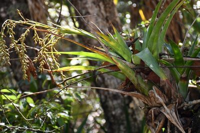 Catopsis paniculata, photographed by Neptalí Ramírez Marcial