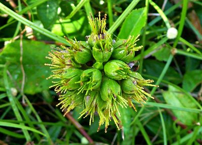 Pavonia fruticosa, photographed by greenline