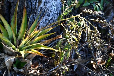 Catopsis paniculata, photographed by Neptalí Ramírez Marcial