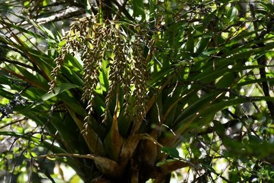 Catopsis paniculata, photographed by Neptalí Ramírez Marcial