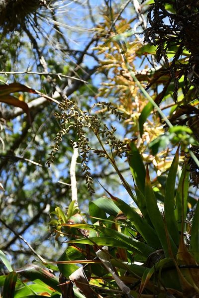 Catopsis paniculata, photographed by Neptalí Ramírez Marcial