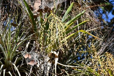 Catopsis paniculata, photographed by Neptalí Ramírez Marcial