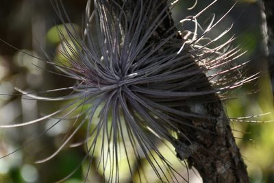 Tillandsia fuchsii, photographed by Neptalí Ramírez Marcial