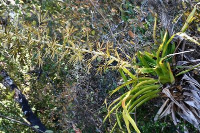 Tillandsia excelsa, photographed by Neptalí Ramírez Marcial