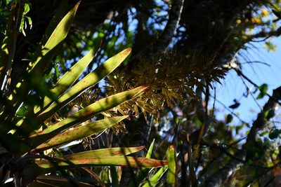 Tillandsia excelsa, photographed by Neptalí Ramírez Marcial