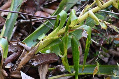 Tillandsia excelsa, photographed by Neptalí Ramírez Marcial
