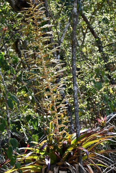 Tillandsia excelsa, photographed by Neptalí Ramírez Marcial