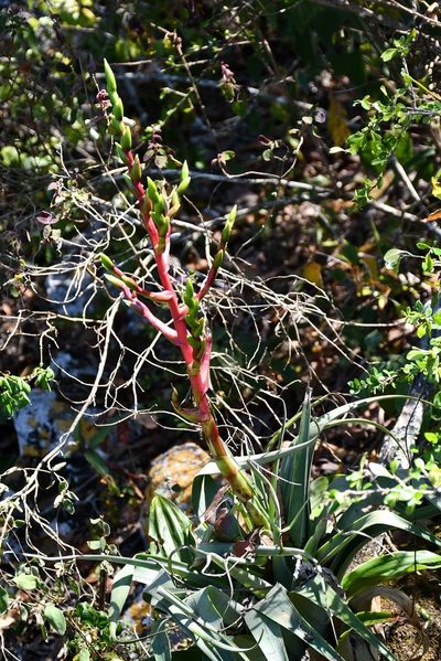 Tillandsia comitanensis, photographed by Neptalí Ramírez Marcial