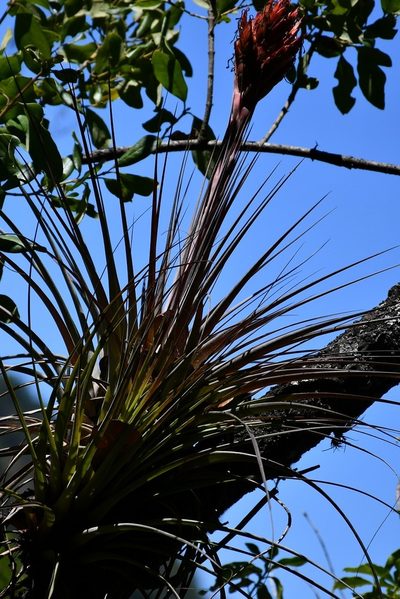 Tillandsia rotundata, photographed by Neptalí Ramírez Marcial