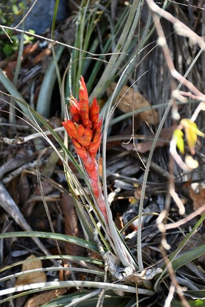 Tillandsia rotundata, photographed by Neptalí Ramírez Marcial