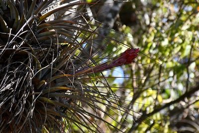 Tillandsia rotundata, photographed by Neptalí Ramírez Marcial