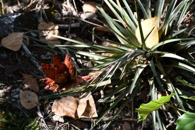 Tillandsia rotundata, photographed by Neptalí Ramírez Marcial