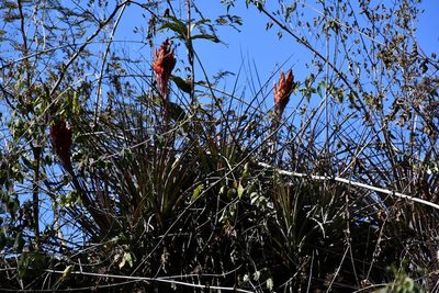 Tillandsia rotundata, photographed by Neptalí Ramírez Marcial