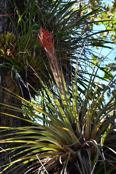 Tillandsia rotundata, photographed by Neptalí Ramírez Marcial