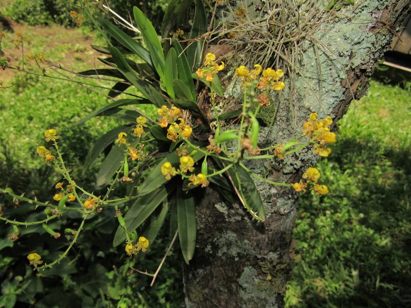 Gomesa paranensoides, photographed by Kahio Tiberio Mazon