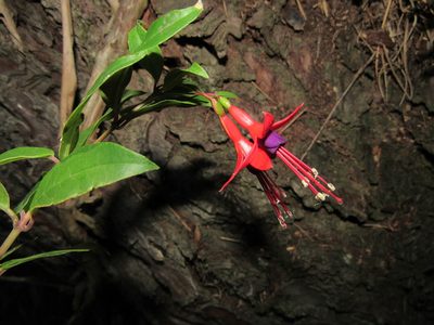 Fuchsia regia, photographed by Kahio Tiberio Mazon